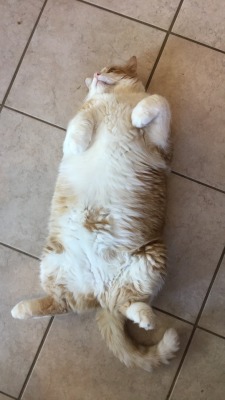 unflatteringcatselfies:this is fatty he’s 23 pounds of cute