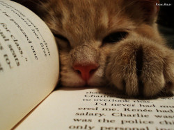 Books and Cats | via Tumblr en We Heart It. http://weheartit.com/entry/69130306/via/fangirlingallday