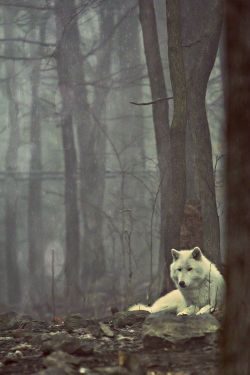 tarassein:  The Lone Wolf 