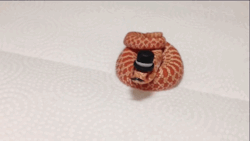thedesureich:  ruinleon:  a snake wearing a top hat and mustache