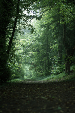 silvaris: I like the tunneling effect of the trees in this woodland…photo