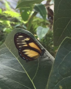 #parquearvi #medellin #mariposario