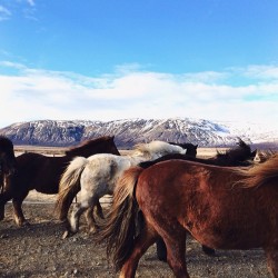 convolutedstateofmind:  Struttin’ #iceland #vsco #vscocam 