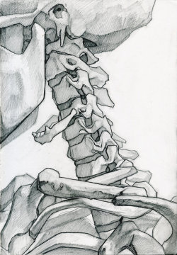 anatoref:  Skeleton Studies by James Julier 