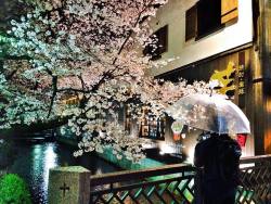 tonights wanderings….sakura in Kyoto ðŸŒ¸ðŸŒ¸