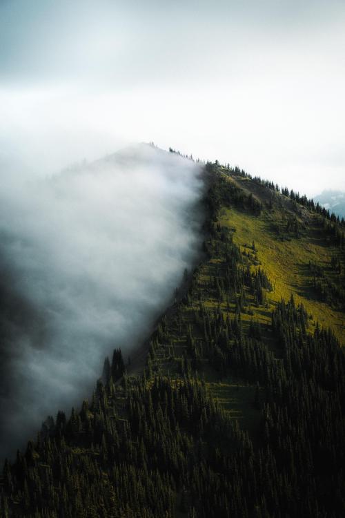 oneshotolive:  Foggy morning in Rainier National Park, Washington