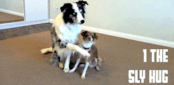 dailygiffing:  Dogs Demonstrate 5 Types of Hugs for Valentine’s