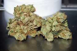 hash-blazing-hasher:  Master yoda og :D 