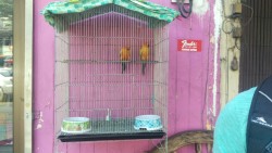 Birds  BANGKOK