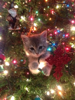 getoutoftherecat:  get out of there cat. you’re not an ornament.