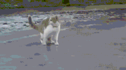 fantasticallyweirdshit:  awwww-cute:  Cat on ice. (Source: http://ift.tt/2jdvEgp)
