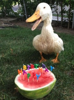 welele:  Una mascota es consciente de su felicidad en su cumpleaños