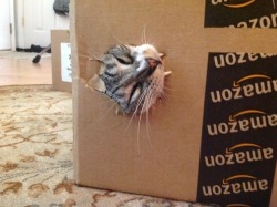 begmetocome:  catsbeaversandducks:  It’s International Box