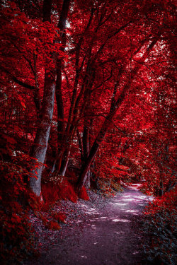 tinnacriss:  Through the Bloodred Forest by Aenea-Jones  