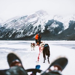 mrbenbrown:Dog sledding in Alberta @travelalberta ❄️🐶❄️