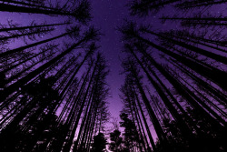 axollot:  Purple Forest Skies by Frank C. Grace (Trig Photography)