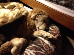 awwww-cute:  Tucked in my 11 year old golden retriever in his