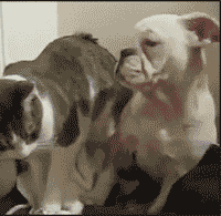Just Funny Pictures