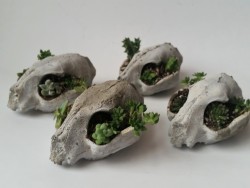 cummy–eyelids: cummy–eyelids: Kitty cat skull cement bonsai