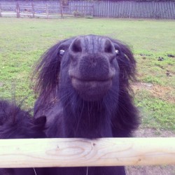 trotting-on:  canyoupleasefillthevoid:  Lmao, smile! #horse #pony