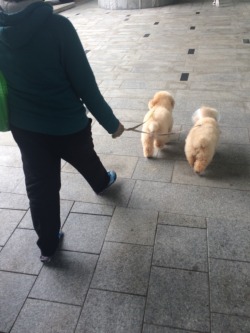 perks-of-being-chinese:  LOOK AT HOW FLUFY THE DOGS ARE  They