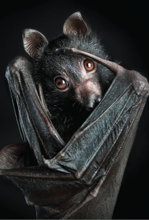 kamasitra:  ‘Juvenile black flying fox bat’  Ken Drake