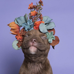 tamponinateacup:  awesome-picz:    ‘Pit Bull Flower Power’