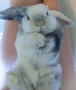 tofu-nipples:My angel in a bunny body 