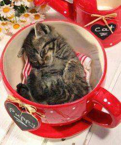 animalsincups:  “I think you’re in the wrong cup…”