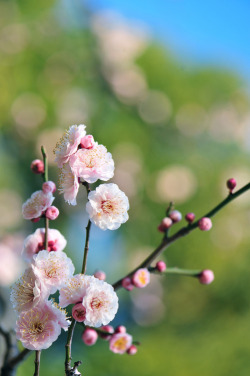 pug-o-graphy | fuckyeahjapanandkorea: Pink Dots (by *Sakura*)