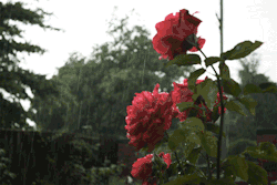 Toda mulher gosta de rosas… Muitas são vermelhas Mas