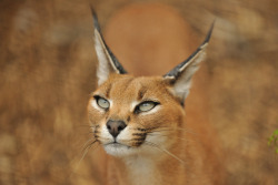 kingdom-of-the-cats:  Caracal (by Ami 211) 