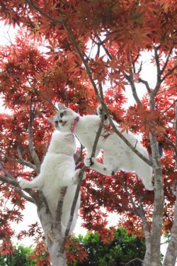 cybergata:  Kuro and Shironeko climbing a tree.