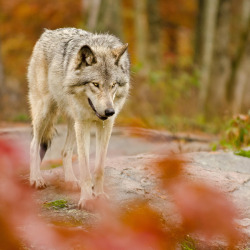 w-o-l-f–g-i-r-l:  Autumn wolf by Maxime Riendeau   
