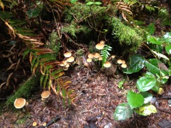 floweringplants:  little mushies in the forest