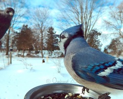 drunksparce: ostdrossel: Blue screamers! Fun fact: Jays are corvids.