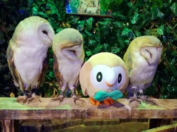 his-shining-tears: Rowlet & friends.