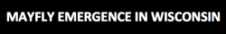 sixpenceee:  Mayflys are a winged insect that have a short lifespan.