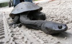 sixpenceee:  Eastern Long-Necked Turtle: These turtles with