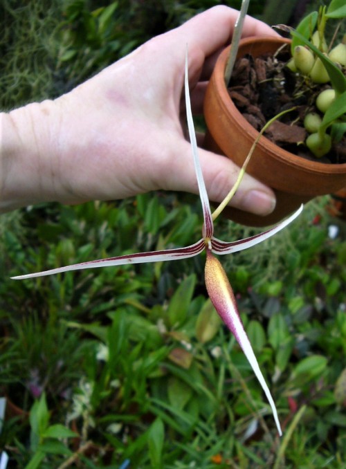 orchid-a-day:Bulbophyllum nitidumSyn.:  Hapalochilus nitidusNovember