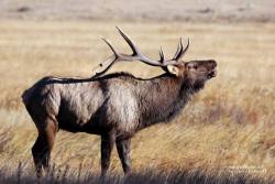 bchighlander:  always thinking about elk 