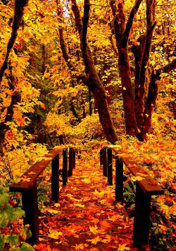 lori-rocks:  Forest Bridge, Toketee Falls, Oregon…. via pinterest