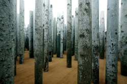 weissewiese:  Abbas Kiarostami, La Forêt sans feuilles (2005)