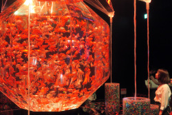 ninetail-fox:GOLDFISH BOWL ,Nihonbashi