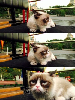 catbountry:  dolewhipofdisney:  Grumpy Cat Shows Her Disney Side