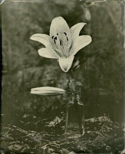 brookelabrie:  9.25″ x 7.5″ Lily Tintype Photograph my first