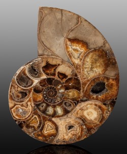 bijoux-et-mineraux:Sliced Ammonite Half (Pachydiscus sp., Cretaceous)