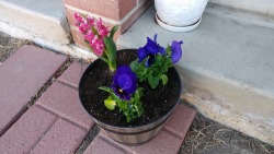 Two pansies with a pink hyacinth 🌸 they were only a dollar