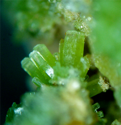 rockon-ro:  PYROMORPHITE (Lead Chlorophosphate) crystals from