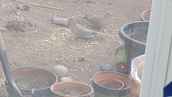 These 2 doves have been coming to my yard on and off for a year